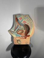 Anatomisch model - Hars - 1970-1980 - Model voor mannelijk, Antiek en Kunst