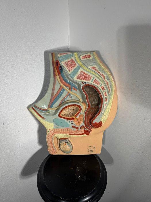 Anatomisch model - Hars - 1970-1980 - Model voor mannelijk, Antiek en Kunst, Antiek | Wandborden en Tegels