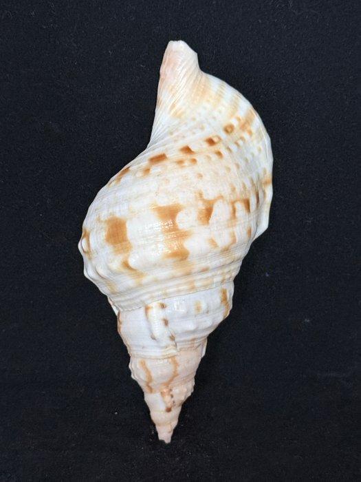 Zeeslak Zeeschelp - S-93 CHARONIA LAMPAS (Zonder, Verzamelen, Dierenverzamelingen