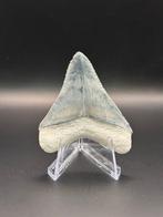 Megalodon - Fossiele tand - Carcharias Megalodon - 6 cm -, Verzamelen