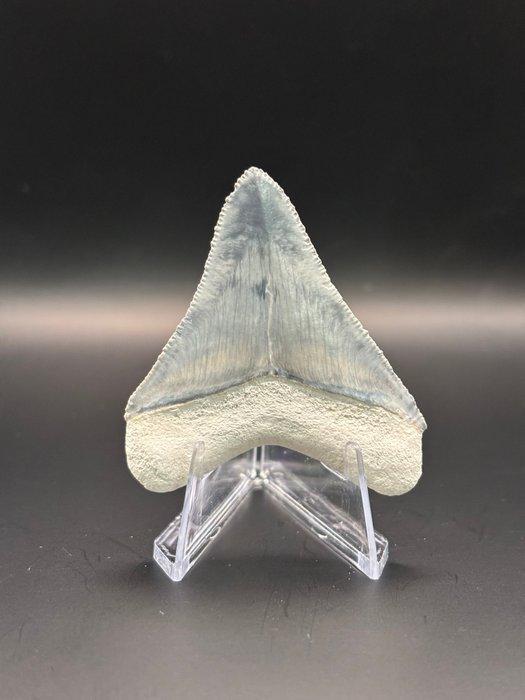 Megalodon - Fossiele tand - Carcharias Megalodon - 6 cm -, Verzamelen, Mineralen en Fossielen