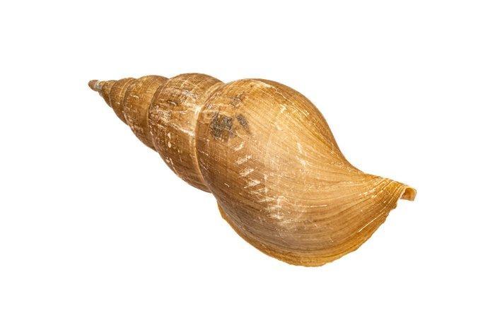 Beringion marshalli met operculum ***verzamelobject -, Verzamelen, Dierenverzamelingen