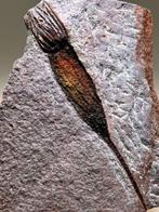 Fossile magnifique ressemblant à une créature extraterrestre