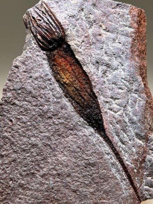 Fossile magnifique ressemblant à une créature extraterrestre, Verzamelen, Mineralen en Fossielen