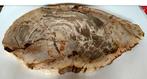 Salontafel - Versteend hout - Deel voor bijzettafel., Verzamelen, Mineralen en Fossielen