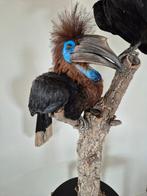 Blauwkeel neushoornvogel Taxidermie volledige montage -, Verzamelen, Dierenverzamelingen, Nieuw