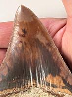 Megalodon tand 11,2 cm - Fossiele tand - Carcharocles, Verzamelen, Mineralen en Fossielen
