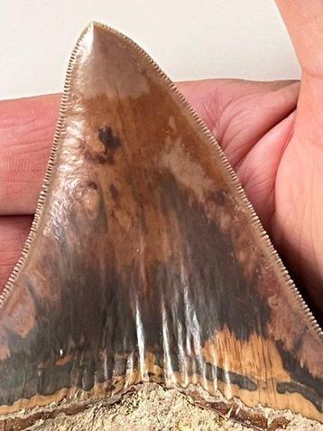 Megalodon tand 11,2 cm - Fossiele tand - Carcharocles