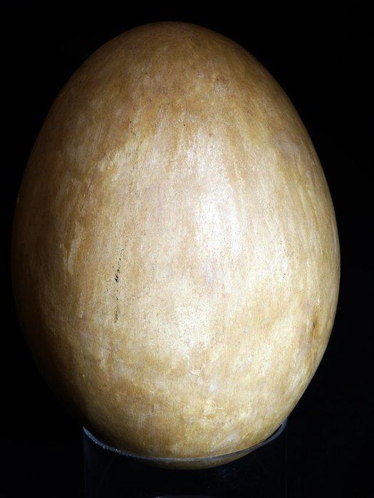 Olifantsvogel - Gefossiliseerd ei - Aepyornis maximus,, Verzamelen, Mineralen en Fossielen
