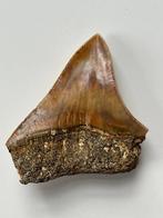 Megalodon tand 7,9 cm - Fossiele tand - Carcharocles