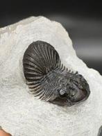 Magnifique trilobite - Animal fossilisé - Scabriscutellum, Verzamelen, Mineralen en Fossielen