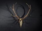 Large Red Stag Trophy Schedel met gewei - Cervus elaphus -, Collections, Collections Animaux