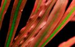 Cryptocoryne spiralis Red - Pot, Verzenden, Nieuw