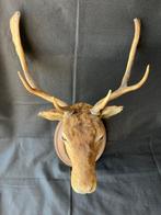 Cerf élaphe Support mural pour taxidermie - Cervus elaphus -, Antiek en Kunst
