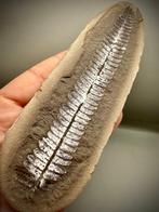 Fougère fossile très grande et impressionnante, Mazon Creek,, Collections