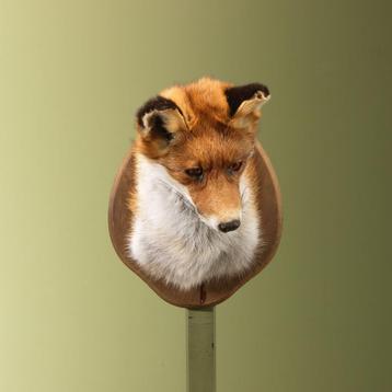Vos Taxidermie Opgezette Dieren By Max beschikbaar voor biedingen