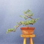 Jeneverbes bonsai (Juniperus) - Hoogte (boom): 20 cm -, Antiek en Kunst