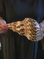 Escargot de mer Coquillage marin - M-852 CHARONIA VARIEGATA, Nieuw