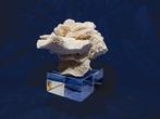 Verzamelobject: witte sponskoraal op plexglazen sokkel., Nieuw