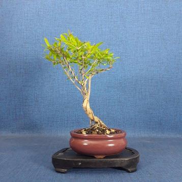 Bonsaï de Grenadier Commun (Punica granatum) - Hauteur