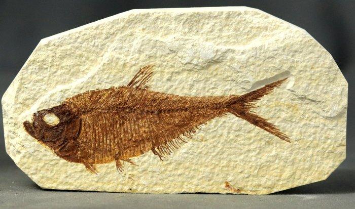 Uitstekende fossiele vissen - Gefossiliseerd dier -, Collections, Minéraux & Fossiles