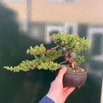 Jeneverbes bonsai (Juniperus) - Hoogte (boom): 16 cm -