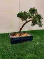 Jeneverbes bonsai (Juniperus) - Hoogte (boom): 25 cm -