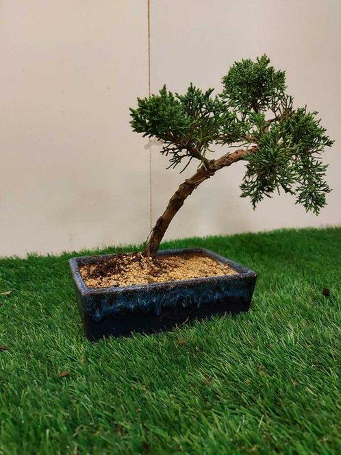 Jeneverbes bonsai (Juniperus) - Hoogte (boom): 25 cm -, Antiek en Kunst, Curiosa en Brocante
