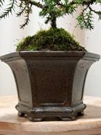 Jeneverbes bonsai (Juniperus) - Hoogte (boom): 13 cm -