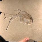 Fossiele plaatmatrix - Aeger sp - 42 cm - 28 cm, Verzamelen