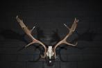 Fallow Buck Trophy Schedel - Dama dama - 50 cm - 60 cm - 70, Nieuw
