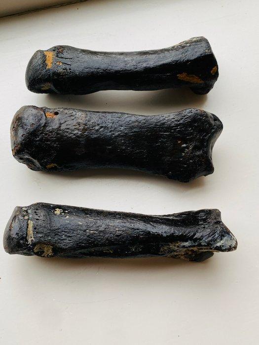 steppewisent - Fossiel fragment - Bison priscus - 16 cm - 5, Collections, Minéraux & Fossiles