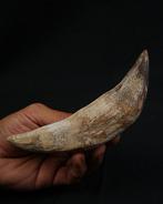 Basilosaurus (oerwalvis) - Fossiele kies - Colmillo de