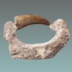 Dent de dinosaure comme point focal - Dent fossile -