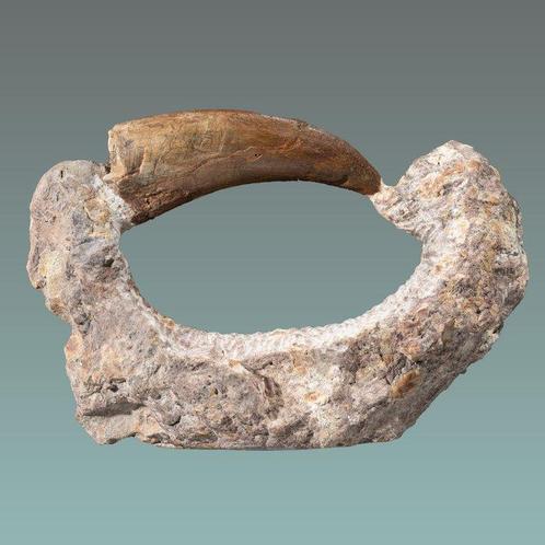 Dent de dinosaure comme point focal - Dent fossile -, Verzamelen, Mineralen en Fossielen