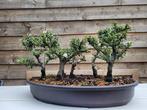 Dwergmispel bonsai - Hoogte (boom): 20 cm - Diepte (boom):