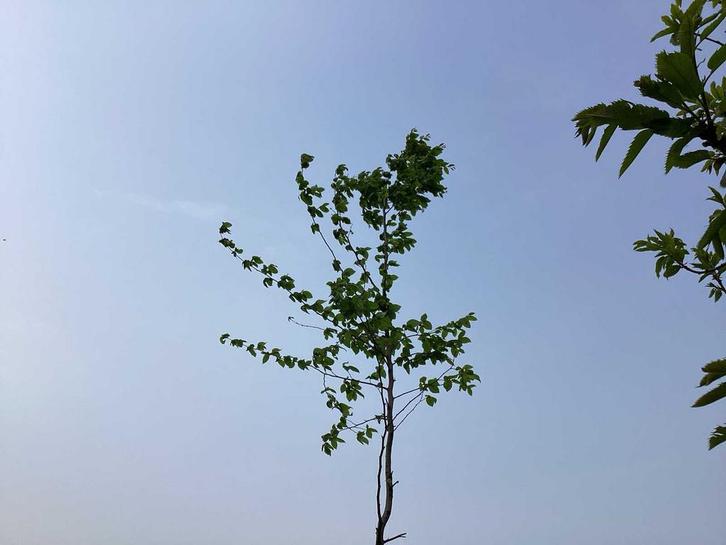Sierboom - Carpinus (x1), Tuin en Terras, Planten | Bomen