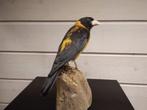 Kraaggrosbeak Taxidermie volledige montage - Mycerobas, Verzamelen, Nieuw