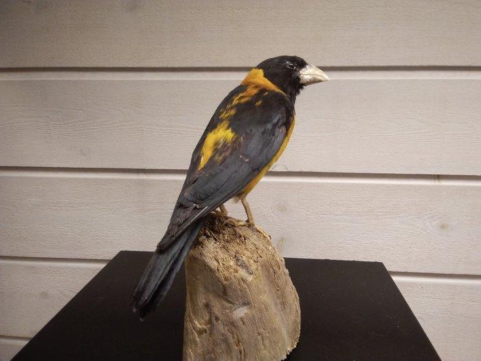 Kraaggrosbeak Taxidermie volledige montage - Mycerobas, Verzamelen, Dierenverzamelingen