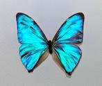 Papillon Support mural pour taxidermie - Morpho Aega Mâle -, Nieuw