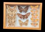 World Moths Collection - new ex BERGER  collection (39X26