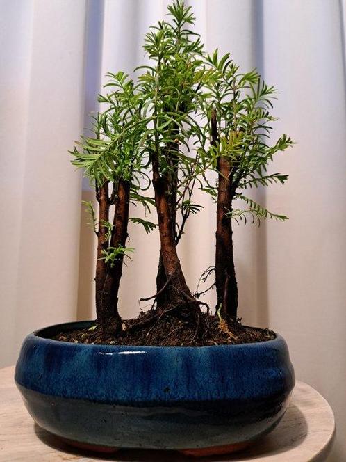 forêt de métaséquoias dans un bol à bonsaï - Hauteur (arbre), Antiek en Kunst, Curiosa en Brocante
