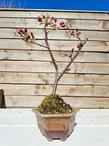 Malus bonsai (Malus sargentii) - Hoogte (boom): 27 cm -
