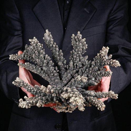 Wit koraal bedekt met 925 zilver - Acropora Florida - Koraal, Verzamelen, Dierenverzamelingen