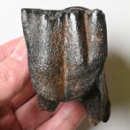 Rhinocéros laineux - Dent fossile - Coelodonta antiquitatis, Collections