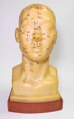 Lesmateriaal - Shanghai Specimen Model Factory ( ) -