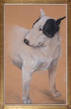 École européenne (XX) - Ritratto di bull terrier