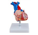 Anatomisch model levensgroot hart ST-ATM 72, Verzenden, Nieuw