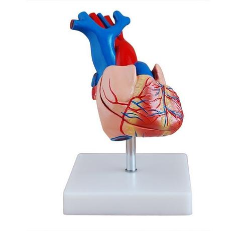 Anatomisch model levensgroot hart ST-ATM 72, Diversen, Verpleegmiddelen, Verzenden