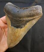 Megalodon - Fossiele tand - nice root USA MEGALODON TOOTH -
